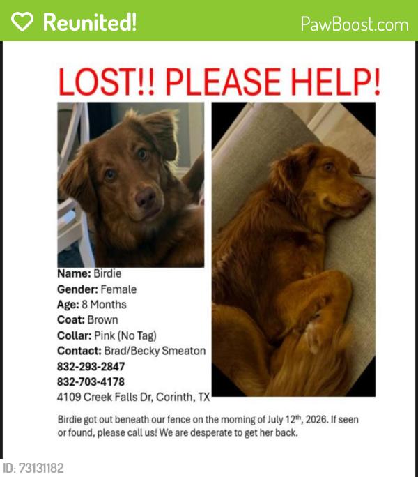 Reunited Female Dog last seen Corinth parkway and creek falls Dr, Corinth, TX 76208