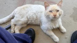 Found/Stray Male Cat last seen Boothe Road/Zurich Lane, Ceres, CA 95307