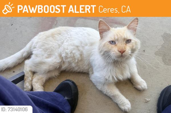 Found/Stray Male Cat last seen Boothe Road/Zurich Lane, Ceres, CA 95307