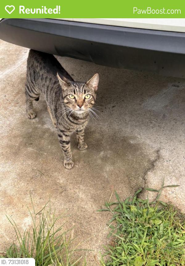 Reunited Male Cat last seen CCCTI, Hudson, NC 28638