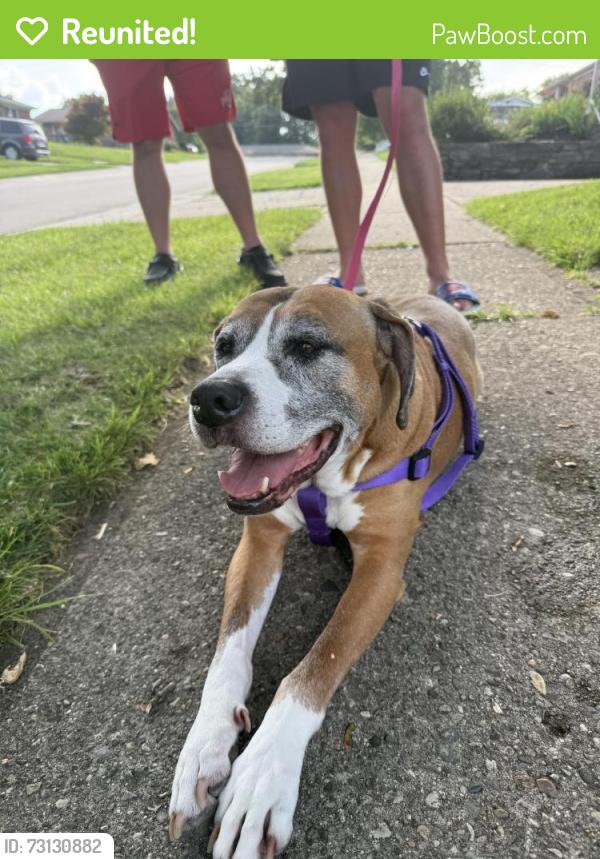 Reunited Female Dog last seen Stevie Ln, Cincinnati, OH 45239