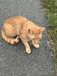 Found/Stray Unknown Cat last seen On old brook rd next to a white bmw parked on street., Shrewsbury, MA 01545