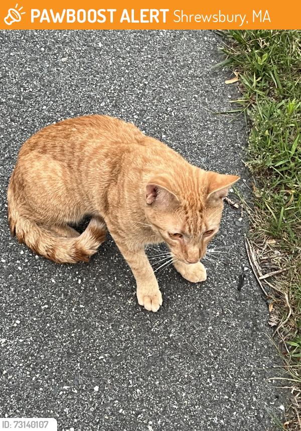 Found/Stray Unknown Cat last seen On old brook rd next to a white bmw parked on street., Shrewsbury, MA 01545