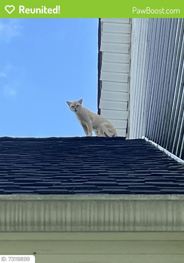 Reunited Female Cat last seen Near and Russell Court, Indian Mountain Lake, PA 18330