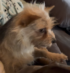 Lost Female Dog last seen Rincon street up street from Vallejo high school, Vallejo, CA 94590