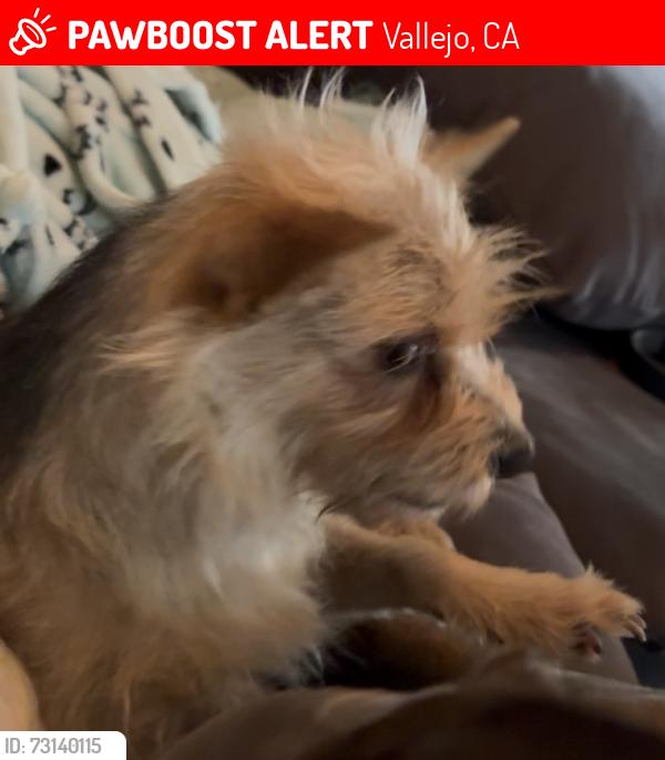 Lost Female Dog last seen Rincon street up street from Vallejo high school, Vallejo, CA 94590