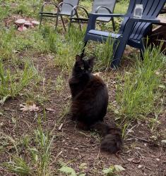 Lost Female Cat last seen S Mack Rd x Hwy 49, Grass Valley, CA 95949
