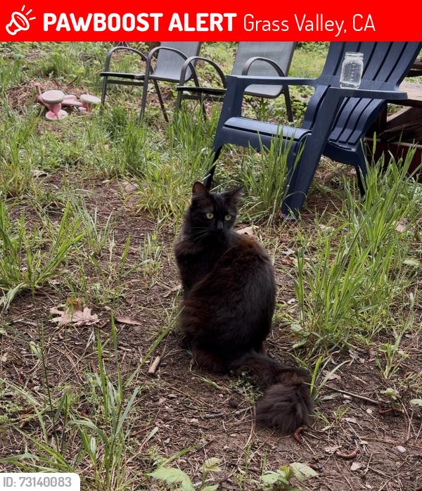 Lost Female Cat last seen S Mack Rd x Hwy 49, Grass Valley, CA 95949