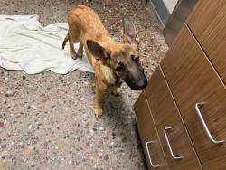 Shelter Stray Female Dog last seen BELOAT RD AND JACKRABBIT TRAIL, 5501 E Van Buren St, Phoenix, AZ 85008, USA