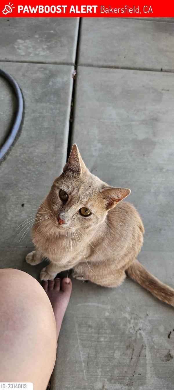 Lost Male Cat last seen Berkshire and stine, Bakersfield, CA 93313