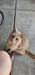 Lost Male Cat last seen Berkshire and stine, Bakersfield, CA 93313