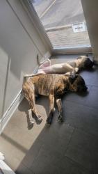 Reunited Male Dog last seen Near goreway dr, Mississauga, ON L4T 4J2