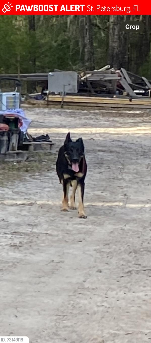 Lost Male Dog last seen 46th ave and 79th way n, St. Petersburg, FL 33709