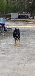 Lost Male Dog last seen 46th ave and 79th way n, St. Petersburg, FL 33709