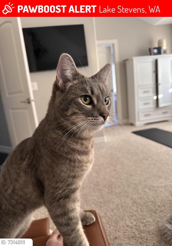 Lost Female Cat last seen 75th Ave NE & 21st st NE - off of Soper Hill Rd, Lake Stevens, WA 98205