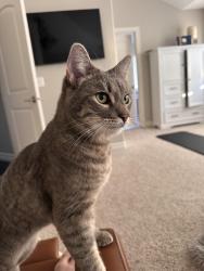 Lost Female Cat last seen 75th Ave NE & 21st st NE - off of Soper Hill Rd, Lake Stevens, WA 98205