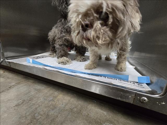 Shelter Stray Female Dog last seen , West Valley Animal Shelter, 20655 Plummer St, Chatsworth, CA 91311, USA