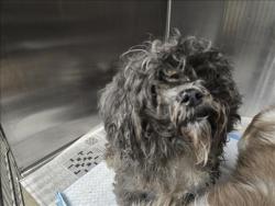 Shelter Stray Female Dog last seen , West Valley Animal Shelter, 20655 Plummer St, Chatsworth, CA 91311, USA