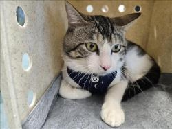 Shelter Stray Male Cat last seen , West Valley Animal Shelter, 20655 Plummer St, Chatsworth, CA 91311, USA