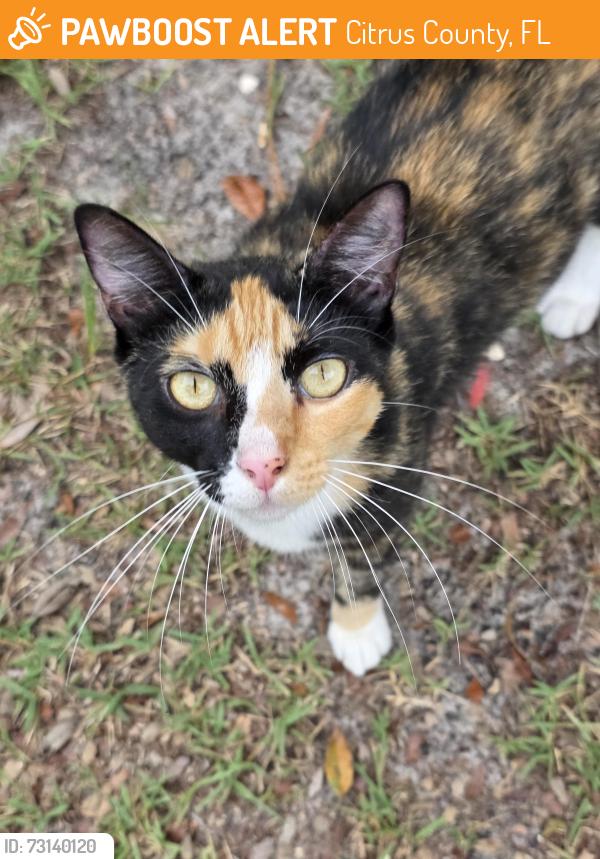Found/Stray Female Cat last seen Holiday Rd area, Citrus County, FL 34428