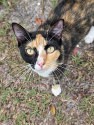Found/Stray Female Cat last seen Holiday Rd area, Citrus County, FL 34428