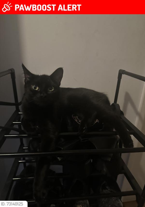 Lost Female Cat last seen Laundry Yard, Hampshire, England RG28 7DP