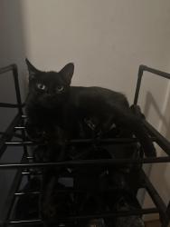 Lost Female Cat last seen Laundry Yard, Hampshire, England RG28 7DP