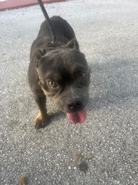Shelter Stray Female Dog last seen Near BLOCK W 28TH ST, 3599 NW 79th Ave, Doral, FL 33122, USA
