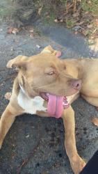 Found/Stray Female Dog last seen Alum Rock, Alum Rock, CA 95127