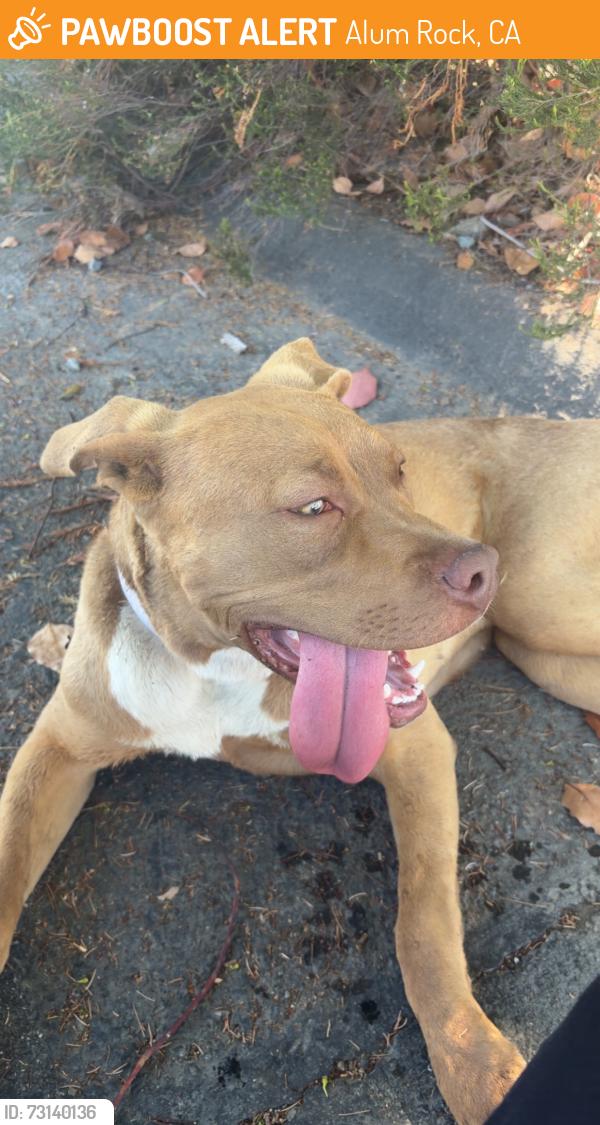Found/Stray Female Dog last seen Alum Rock, Alum Rock, CA 95127