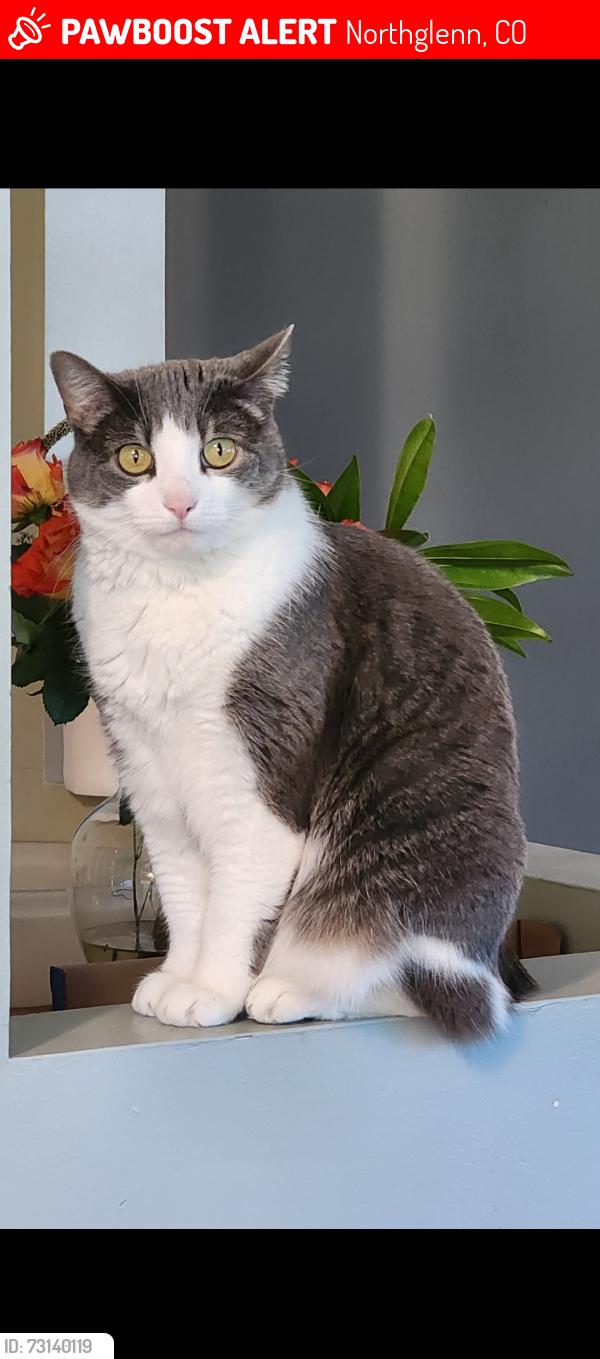 Lost Female Cat last seen Northglenn firestation on Irma, Northglenn, CO 80233