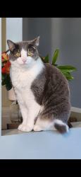 Lost Female Cat last seen Northglenn firestation on Irma, Northglenn, CO 80233