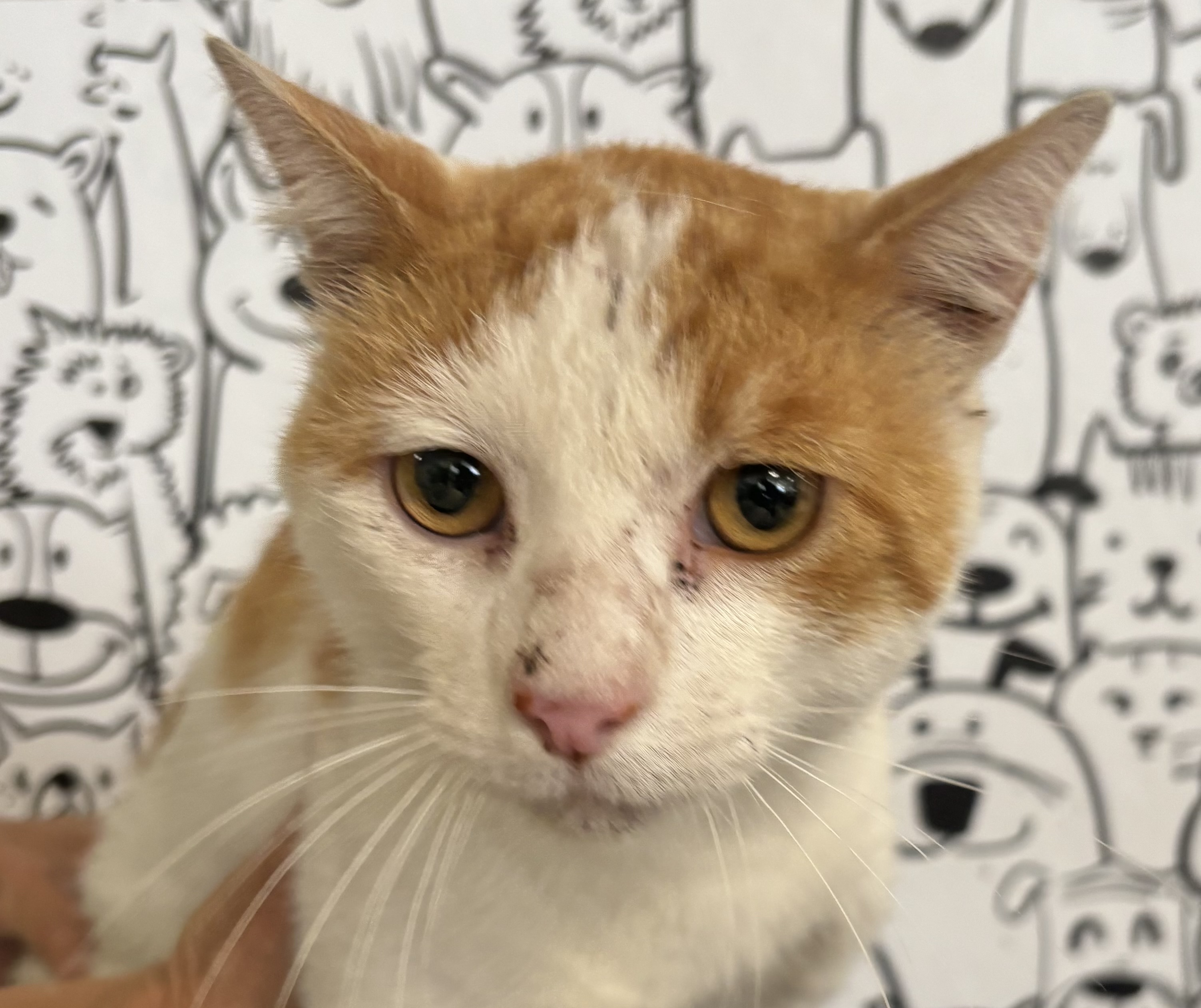 Shelter Stray Male Cat last seen , 957 N Gaffey St, San Pedro, CA 90731, USA