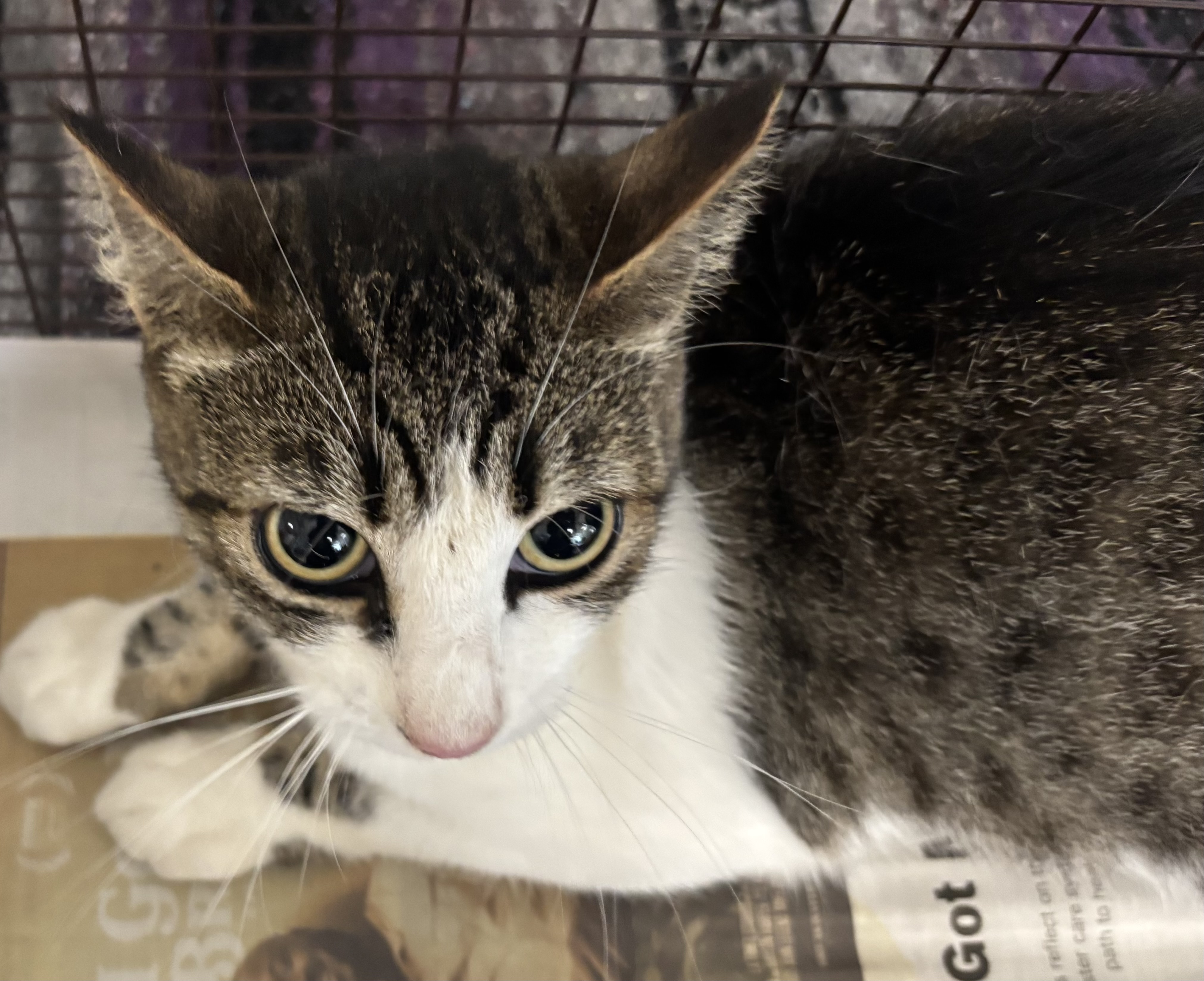 Shelter Stray Female Cat last seen , 957 N Gaffey St, San Pedro, CA 90731, USA