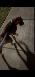 Lost Male Dog last seen Chevalier Forrest Roosevelt, San Antonio, TX 78221
