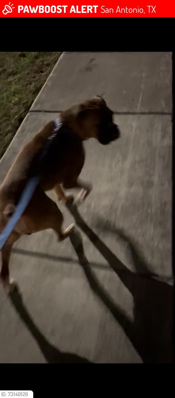 Lost Male Dog last seen Chevalier Forrest Roosevelt, San Antonio, TX 78221