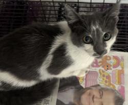 Shelter Stray Female Cat last seen , 957 N Gaffey St, San Pedro, CA 90731, USA