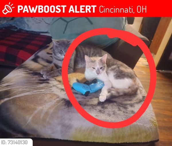 Lost Female Cat last seen Beech & Glenway near Dollar General, Cincinnati, OH 45205