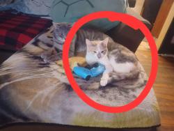 Lost Female Cat last seen Beech & Glenway near Dollar General, Cincinnati, OH 45205