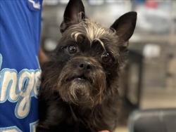 Shelter Stray Female Dog last seen , 957 N Gaffey St, San Pedro, CA 90731, USA