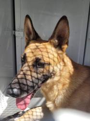 Shelter Stray Male Dog last seen , 957 N Gaffey St, San Pedro, CA 90731, USA