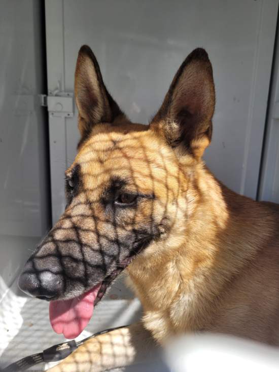 Shelter Stray Male Dog last seen , 957 N Gaffey St, San Pedro, CA 90731, USA