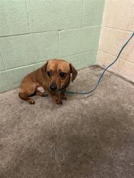 Shelter Stray Male Dog last seen SILVANO ST & BRANCH ST, 2127 Front St, Sacramento, CA 95818, USA