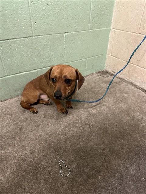 Shelter Stray Male Dog last seen SILVANO ST & BRANCH ST, 2127 Front St, Sacramento, CA 95818, USA