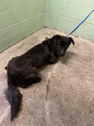 Shelter Stray Male Dog last seen SILVANO ST & BRANCH ST, 2127 Front St, Sacramento, CA 95818, USA