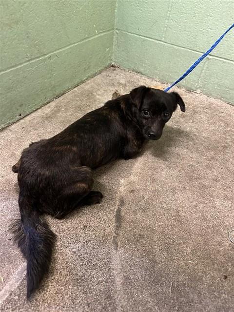 Shelter Stray Male Dog last seen SILVANO ST & BRANCH ST, 2127 Front St, Sacramento, CA 95818, USA