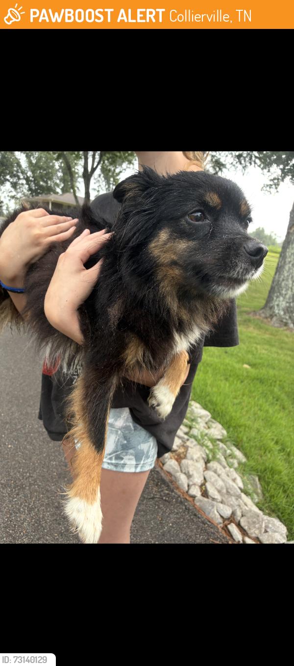 Found/Stray Female Dog last seen Herb Parson’s Lake, Collierville, TN 38017