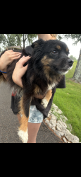 Found/Stray Female Dog last seen Herb Parson’s Lake, Collierville, TN 38017