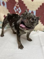 Shelter Stray Female Dog last seen , 38550 Sierra Hwy, Palmdale, CA 93550, USA