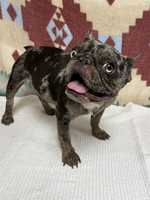 Shelter Stray Female Dog last seen , 38550 Sierra Hwy, Palmdale, CA 93550, USA